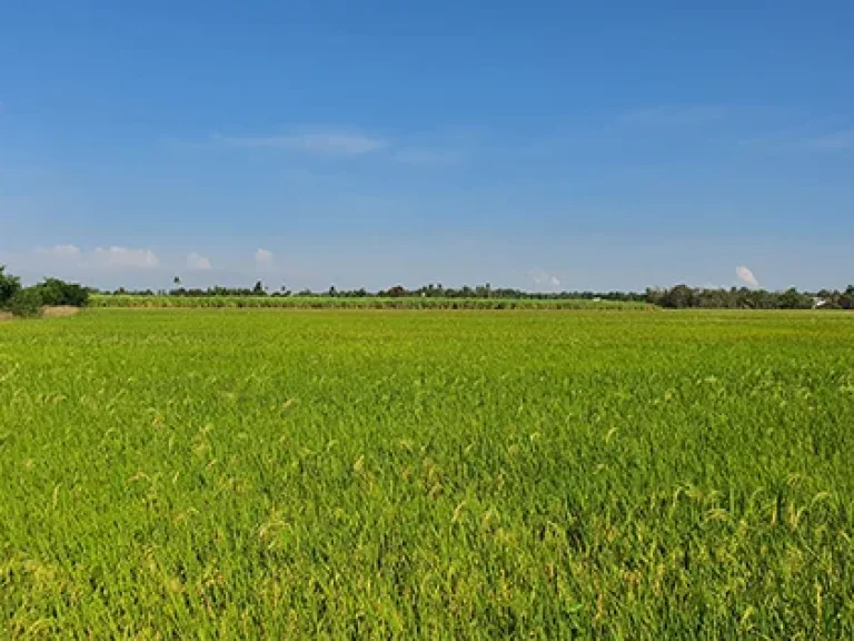 ที่ดินแปลงนี่ด้านล่างมีทรายจำนวนมาก ติดคลอง2ด้านและติดทางราดยาง 2 เลนน์ พื้นที่ 110ไร่เศษ ไฟฟ้า 3 เฟส