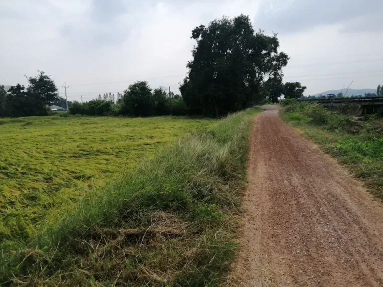 ขายที่ดินสวยติดถนนลาดยาง ตหนองปลาหมอ อบ้านโป่ง จราชบุรี