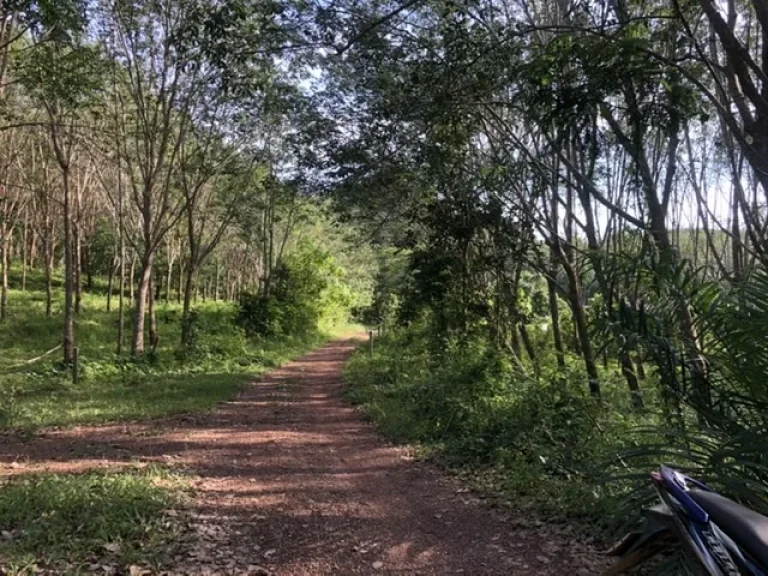 ที่ดินสวนยางพาราพร้อมกรีด ใกล้บริเวณชุมชนเหมาะสำหรับสร้างบ้านพัก ตั้งอยู่ไม่ใกล้จากชายหาดและแหล่งท่องเที่ยว