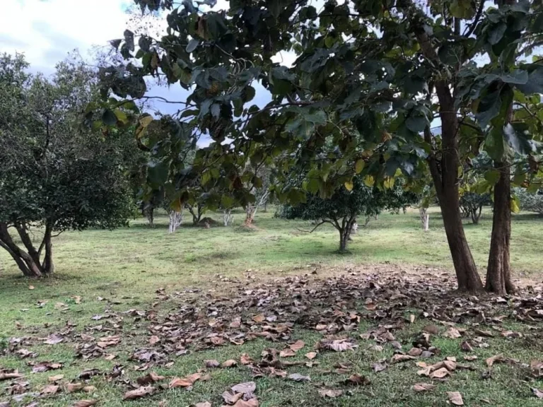 ขายที่ดินติดถนนหลัก วิวภูเขา ติดลำห้วย อดอยสะเก็ด เชียงใหม่