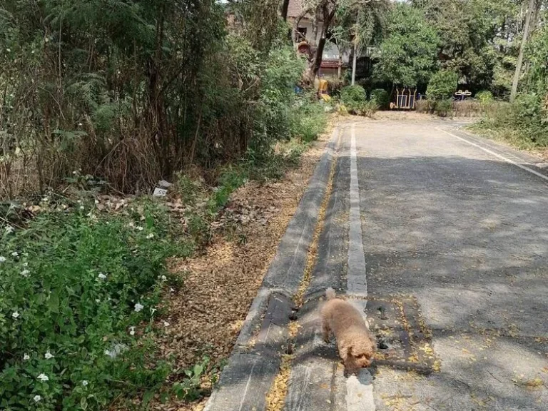 ขายที่ดินเปล่า หมู่บ้านกฤติยา ถบางนา - ตราด กม10 อบางพลี จสมุทรปราการ