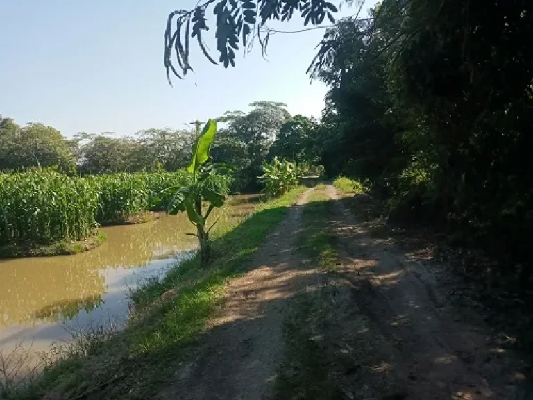 ขายที่ดินราคาถูก คลอง 11 หนองเสือ ฝั่งตะวันตก ปทุมธานี