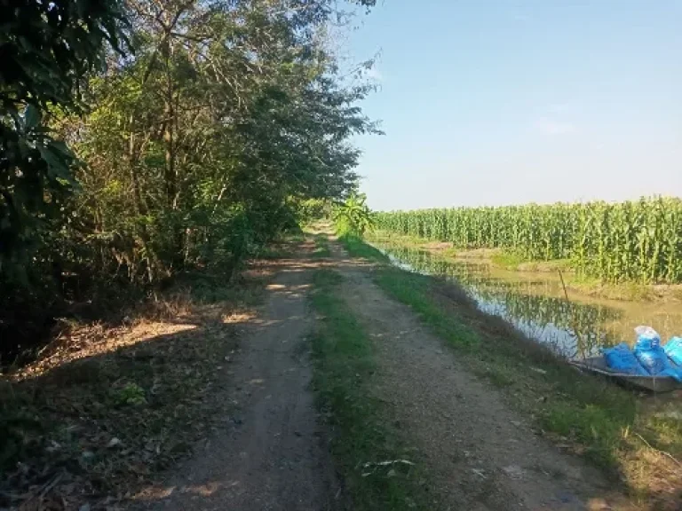 ขายที่ดินราคาถูก คลอง 11 หนองเสือ ฝั่งตะวันตก ปทุมธานี