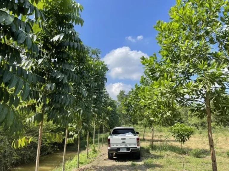 ขายที่ดิน คลอง9 ฝั่งตะวันออก ใกล้วัดบึงกาสาม จังหวัดปทุมธานี