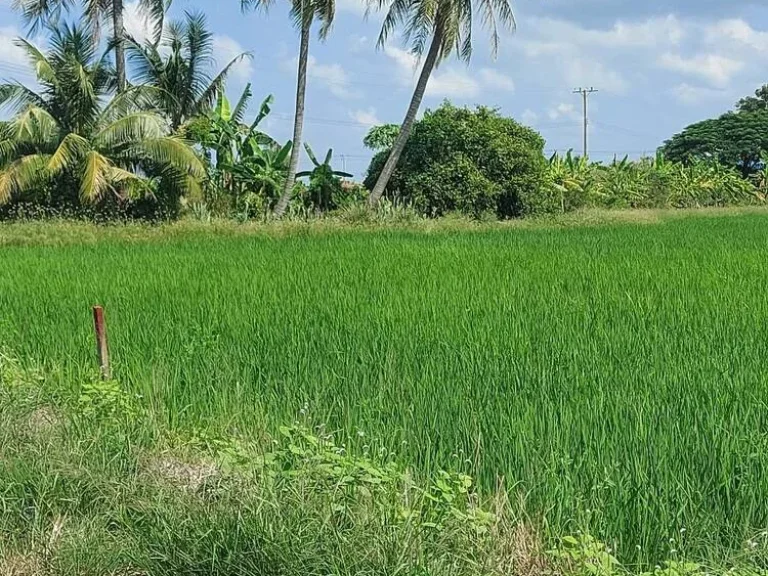 ที่มีโฉนดเป็นพื้นนา ทำเลดี อากาศดีในกรุงเทพแถบชานเมือง อยู่กับธรรมชาติ แต่การคมนาคมเข้าถึง มีไฟฟ้า ประปา ติดคลองทั้งสองฝั่ง เหมาะสำหรับคนที่ชอบความสงบ