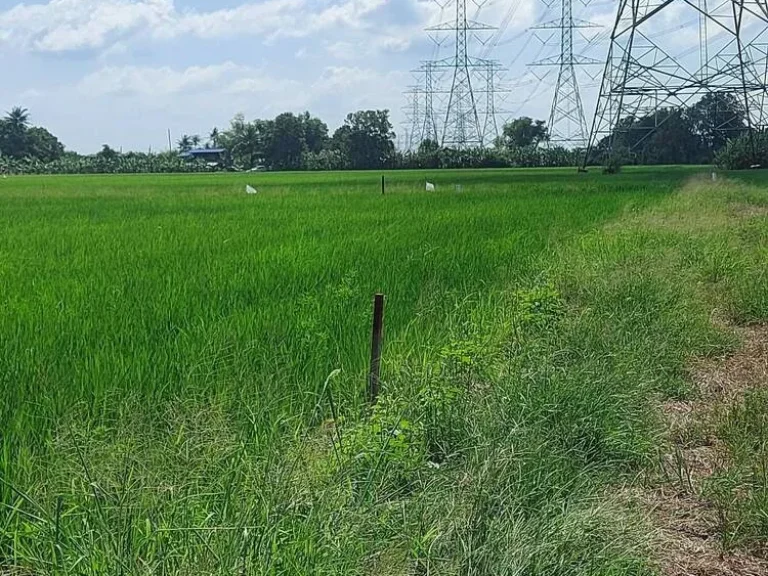 ที่มีโฉนดเป็นพื้นนา ทำเลดี อากาศดีในกรุงเทพแถบชานเมือง อยู่กับธรรมชาติ แต่การคมนาคมเข้าถึง มีไฟฟ้า ประปา ติดคลองทั้งสองฝั่ง เหมาะสำหรับคนที่ชอบความสงบ