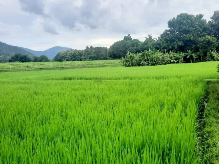 ขายที่นาวิวทุ่งนา ออนเหนือ แม่ออน ติดลำเหมือง โฉนดพร้อมโอน