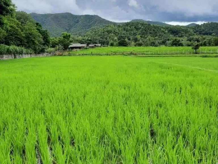 ขายที่นาวิวทุ่งนา ออนเหนือ แม่ออน ติดลำเหมือง โฉนดพร้อมโอน