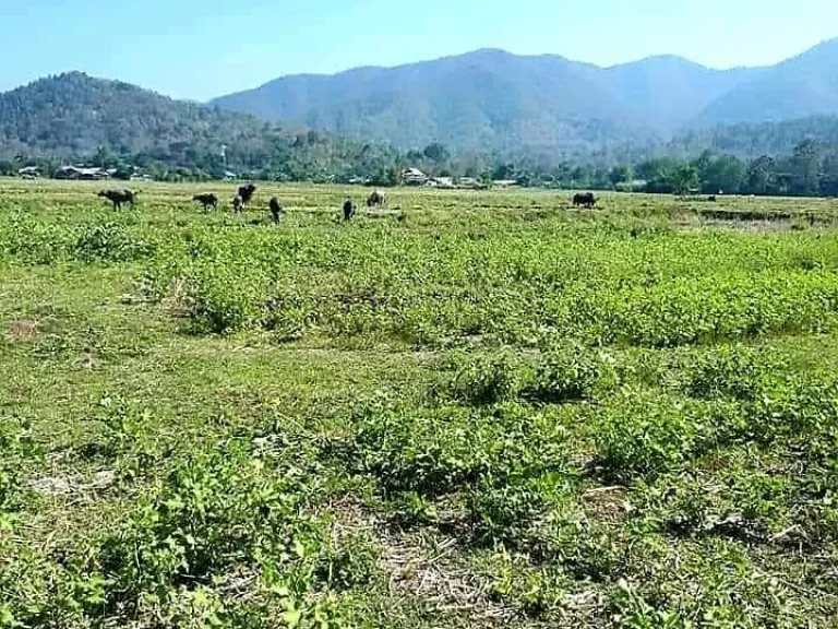 ขายที่นาวิวทุ่งนา ออนเหนือ แม่ออน ติดลำเหมือง โฉนดพร้อมโอน