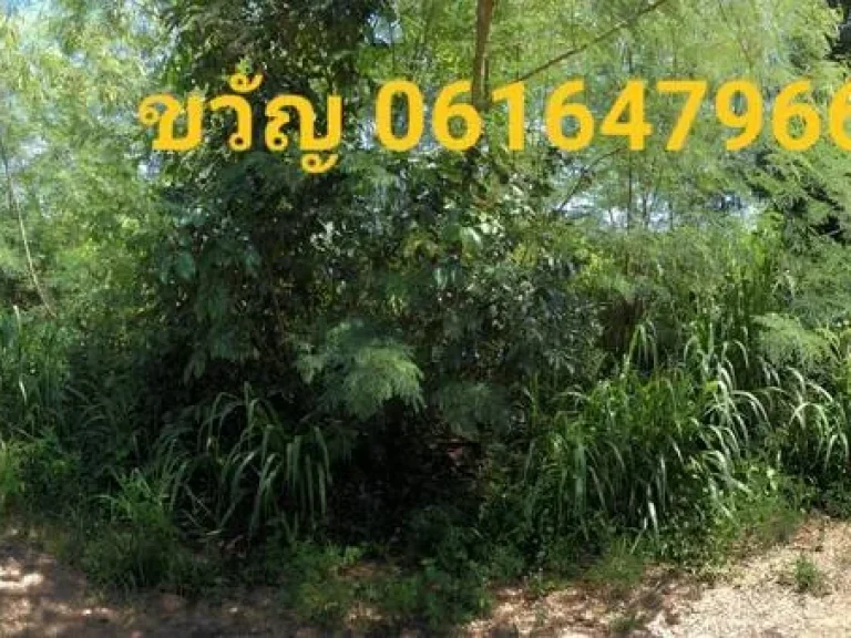 ขายที่ดิน คลอง 5 ซอย 61 ฝั่งตะวันออก อำเภอคลองหลวง จังหวัดปทุมธานี