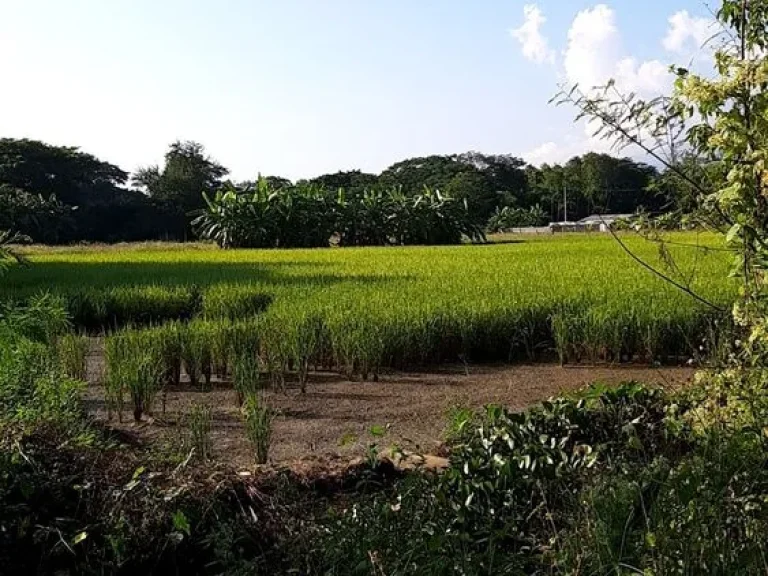 ขายด่วน ที่ดิน 2 ไร่ 3 งานเศษตามรูป ที่ดินจัดสรรเพื่อการเกษตรและพักอาศัย แม่ริม เชียงใหม่