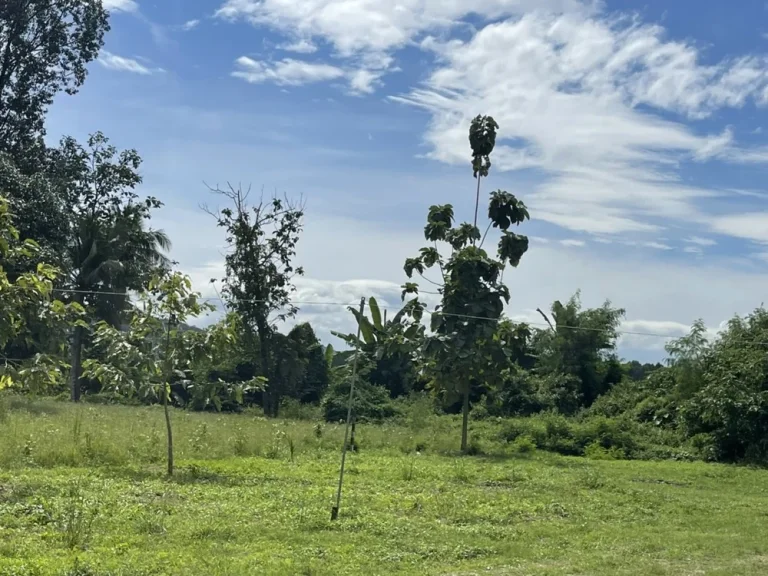 ที่ดิน อบ้านนา 9ไร่เศษ วิวเขาสวยงาม ติดถนนคอนกรีต ตำบลเขาเพิ่ม