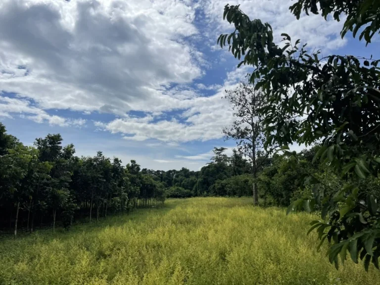 ที่ดิน อบ้านนา 9ไร่เศษ วิวเขาสวยงาม ติดถนนคอนกรีต ตำบลเขาเพิ่ม