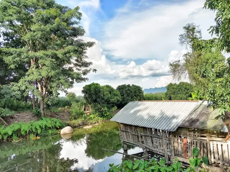 ขายที่ดินแม่นะ เชียงดาววิวดอยหลวงพร้อมสวนสักทอง พร้อมโอน