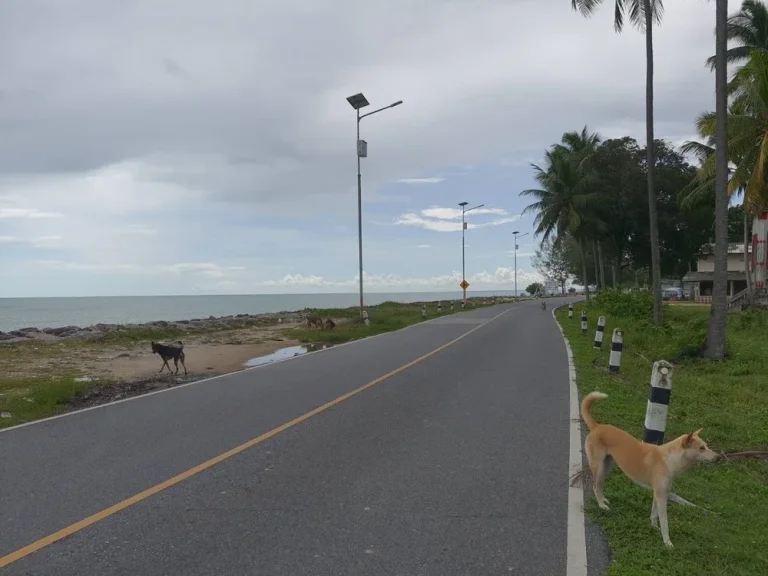 ขายที่ดินเปล่าสวนมะพร้าวติดทะเลหาดทะเลเราะ ใกล้วัดเจดีย์ ไอไข่