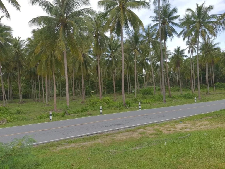 ขายที่ดินเปล่าสวนมะพร้าวติดทะเลหาดทะเลเราะ ใกล้วัดเจดีย์ ไอไข่