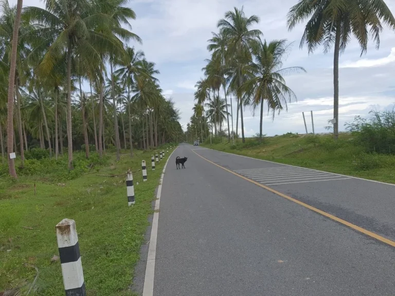 ขายที่ดินเปล่าสวนมะพร้าวติดทะเลหาดทะเลเราะ ใกล้วัดเจดีย์ ไอไข่