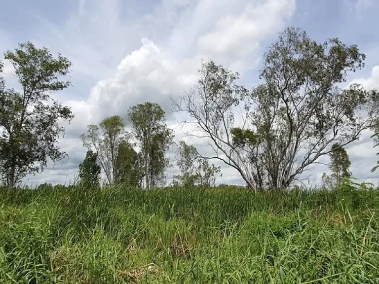 ขายด่วน ที่ดินสวย ที่ดินเปล่าลำลูกกา คลอง 13 ลำลูกกา จปทุมธานี