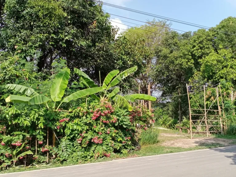 ขายที่ดิน 5 ไร่ มีพื้นที่ถมสูงแล้วสำหรับสร้างบ้านประมาณ 100 ตรว ส่วนที่เหลือเป็นทุ่งนา