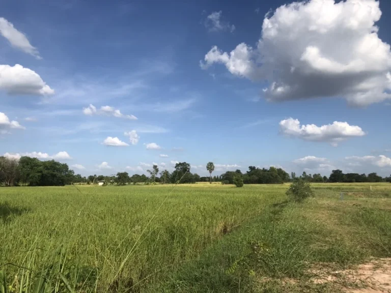 ที่ดินโซนบ้านทุ่ม ซื้อสร้างบ้านสวน ใกล้เมืองเดินทางสะดวก เข้า-ออกหลายทาง ใกล้ถนนมะลิวัลย์ ใกล้เซเว่น ตลาดสดบ้านม่วงอื่นๆ