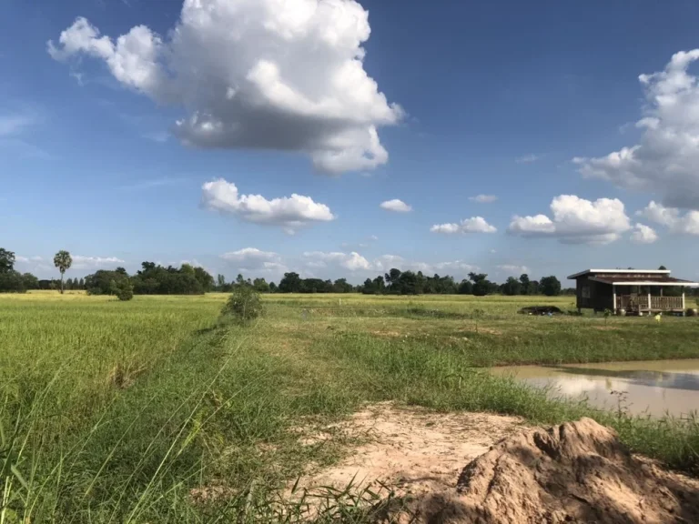 ที่ดินโซนบ้านทุ่ม ซื้อสร้างบ้านสวน ใกล้เมืองเดินทางสะดวก เข้า-ออกหลายทาง ใกล้ถนนมะลิวัลย์ ใกล้เซเว่น ตลาดสดบ้านม่วงอื่นๆ