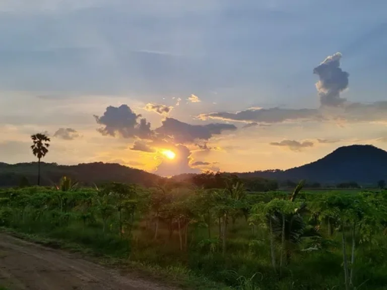 ขายที่ดิน สวยมาก quotสวนผลไม้เพิ่มพรquot วิเชียรบุรี 64 ไร่ ที่ดิน หัวไร่ปลายนา 15 ไร่ รวมเป็น 79 ไร่