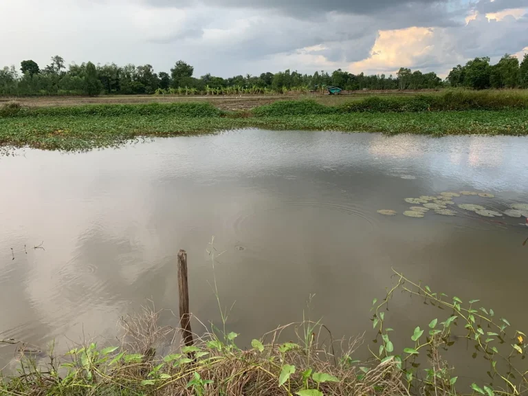 ขายที่นากำเเพงเพรช สามารถทำธุรกิจ หรือสร้างเป็น Landmark อยู่ติดกับกลางเมืองกำแพงเพชร