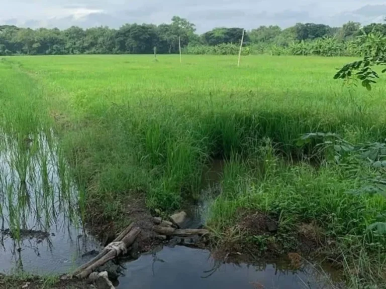 ขายที่ดินติดถนนแม่ฮ้อยเงินดอยสะเก็ต ติดลำเหมือง โฉนดพร้อมโอน