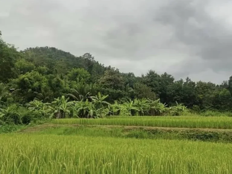 ที่ดินวิวเขาสวย ติดน้ำแม่กลาง อจอมทอง จังหวัดเชียงใหม่