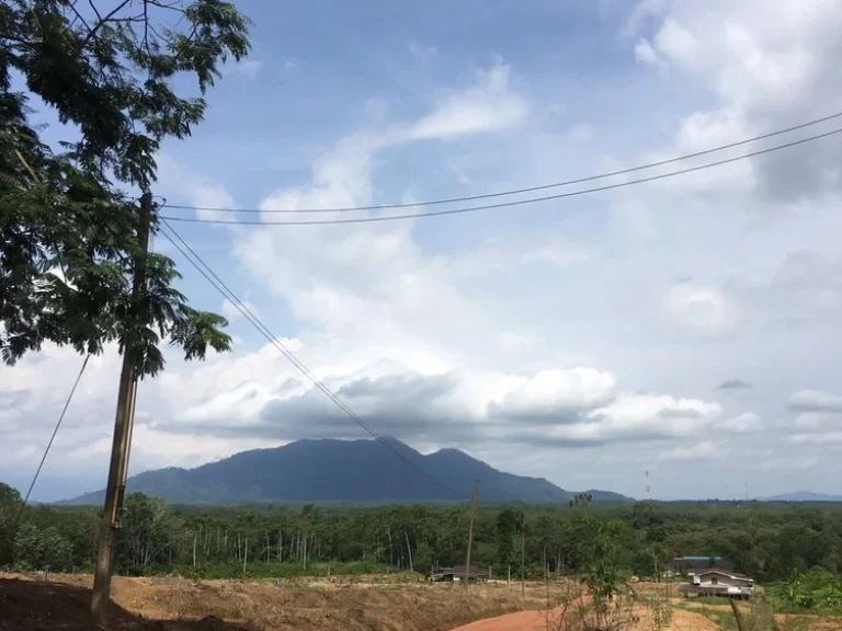 ขายสวนผลไม้จันทบุรี แปลงใหญ่ เป็นเนินทรัพย์ อากาศถ่ายเท มีน้ำไหลน้ำใช้ ราคา 45 ล้านบาท รวมโอน พื้นที่ 49 ไร่ 14 ตรว