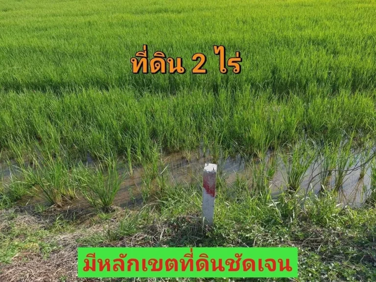 ขายขาดทุน 2 ไร่ ถมแล้วเกือบทั้งแปลง คลอง 11 ฝั่งตะวันออก อหนองเสือ ปทุมธานี