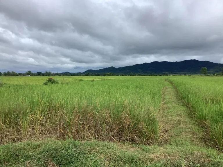 ขายด่วน ที่ดินเปล่า 8 ไร่ 20 ตรว ตห้วยสัก อเมือง เชียงราย ใกล้ถนนใหญ่