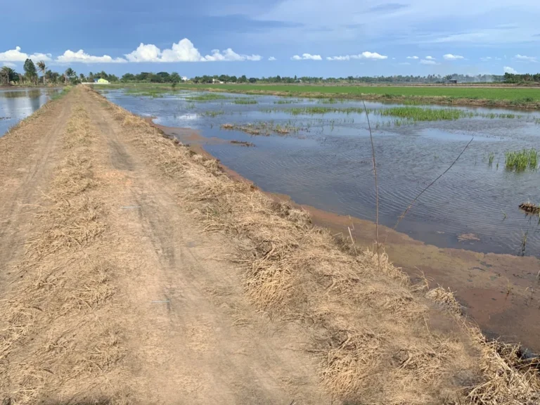 ขายที่ดิน 1 ไร่ ร้อนเงิน เจ้าของขายเองด่วนมาก ราคาโควิด