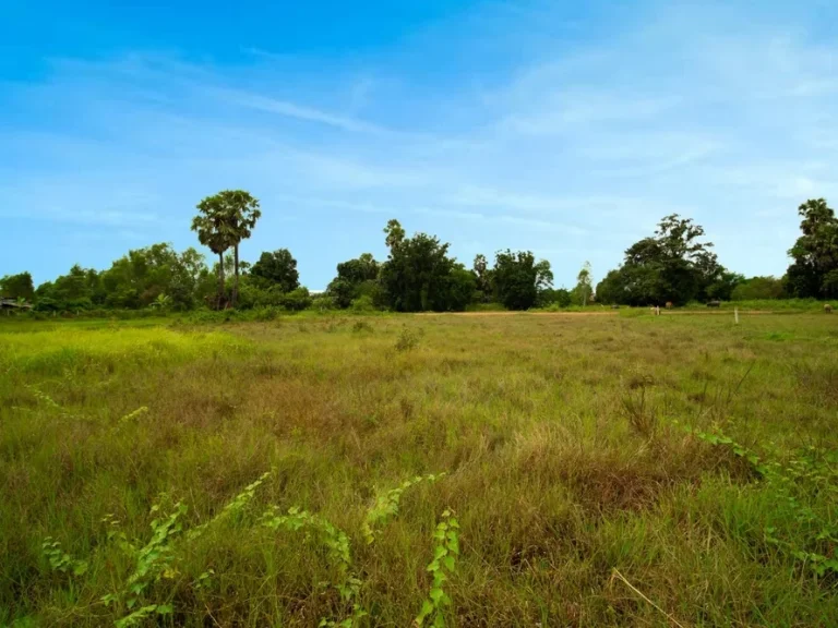 ต้องการขายที่ดินสวยเหมาะกับการสร้างบ้านตากอากาศ ทำบ้านจัดสรร บ้านโครงการ ถนนเส้นหนองกลอย-แดงใหญ่ เดินทางสะดวกใกล้หมู่