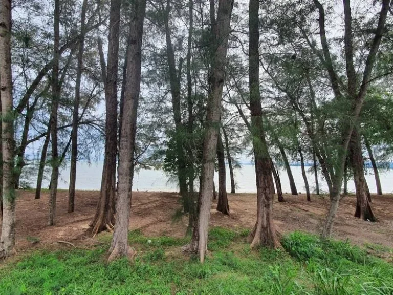 ที่ดินโฉนดแปลงสวย ติดทะเล ตำบลแม่รำพึง บางสะพาน ประจวบคีรีขันธ์