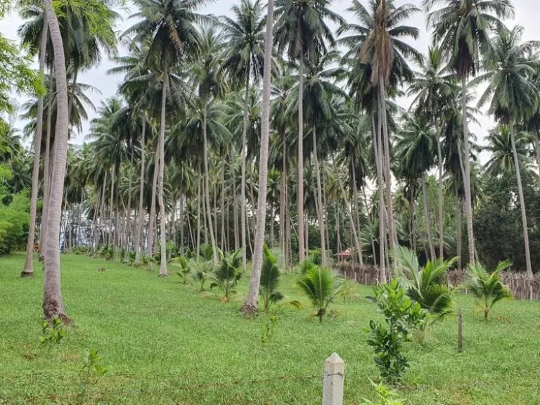 ที่ดินโฉนดแปลงสวย ติดทะเล ตำบลแม่รำพึง บางสะพาน ประจวบคีรีขันธ์