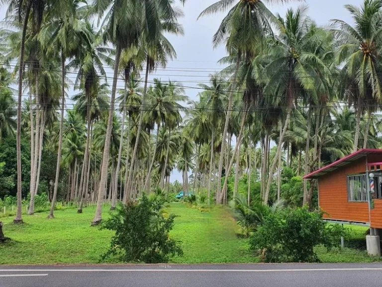 ที่ดินโฉนดแปลงสวย ติดทะเล ตำบลแม่รำพึง บางสะพาน ประจวบคีรีขันธ์