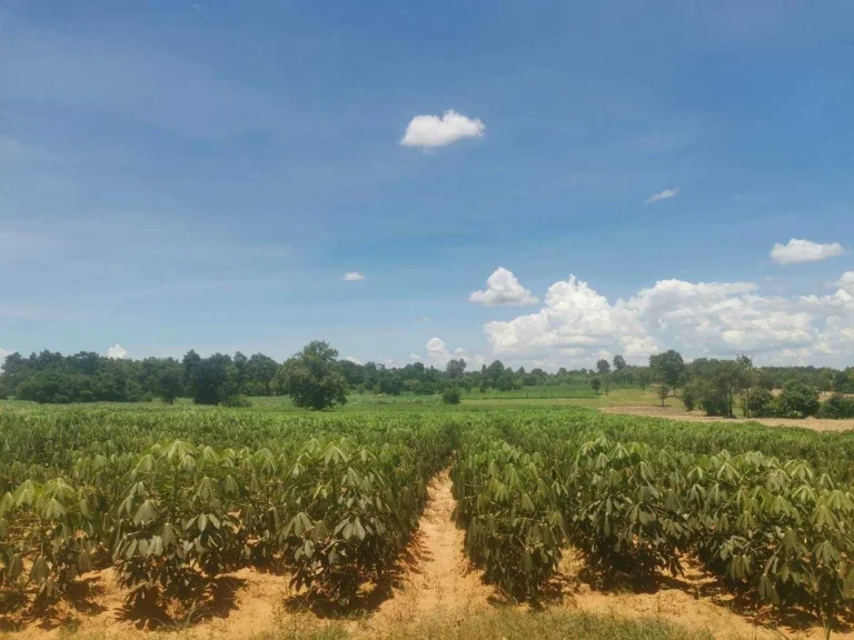 ต้องการขายที่ดิน ถูกแบบนี้รีบจองด่วน ห่างถนนดำและไฟฟ้า 150เมตร สร้างบ้านสวน ฟาร์มและอื่น ๆ บรรยากาศดี ถนนกว้างขวาง เดินทางสะดวก เข้า-ออก