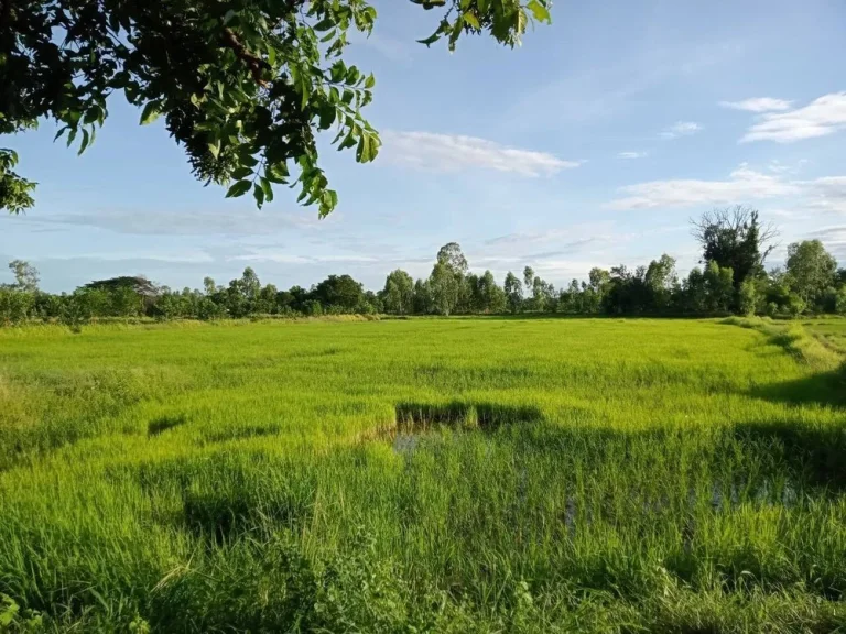 ขายด่วน ที่ดินสวยเหมาะสร้างบ้านสวน โซนบ้านทุ่มบ้านม่วง ใกล้เมืองเดินทางสะดวก ใกล้หมู่ ซื้อเก็บ