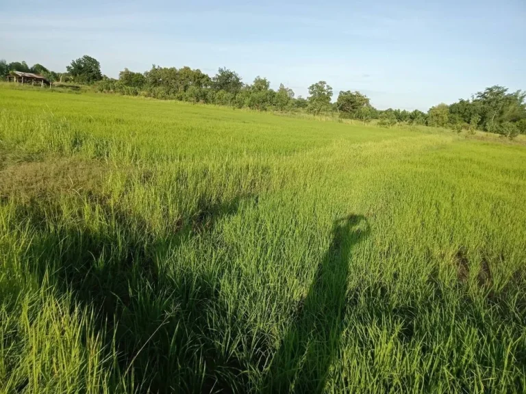 ขายด่วน ที่ดินสวยเหมาะสร้างบ้านสวน โซนบ้านทุ่มบ้านม่วง ใกล้เมืองเดินทางสะดวก ใกล้หมู่ ซื้อเก็บ