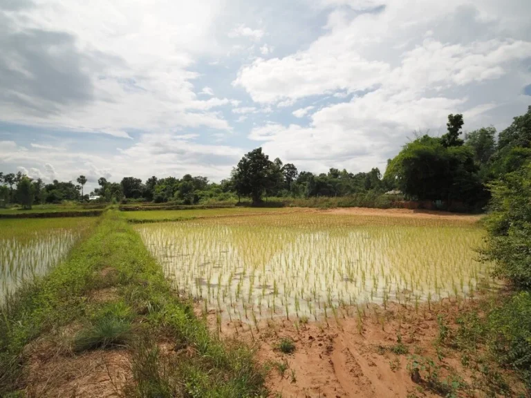 ขายด่วน ที่ดินสวยซื้อสร้างบ้านสวน โซนตบ้านทุ่ม บ้านม่วง ใกล้เมืองเดินทางสะดวก เข้า-ออกหลายทาง