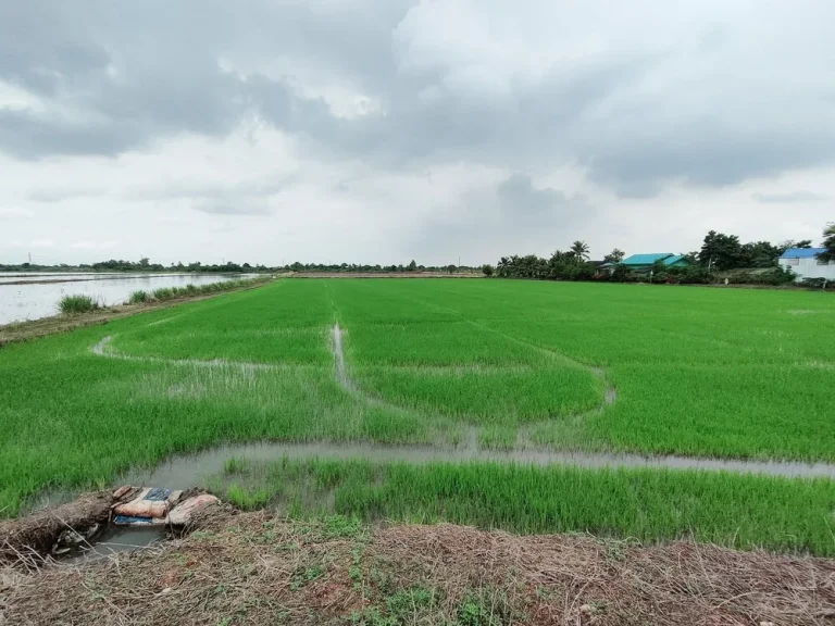 ขาย ที่ดิน ฉะเชิงเทรา บางน้ำเปรี้ยว 16-2-67 - ติดคลองบ้านใหม่ ติดถนนเรียบทางรถไฟ ซอยบางขวัญ 17