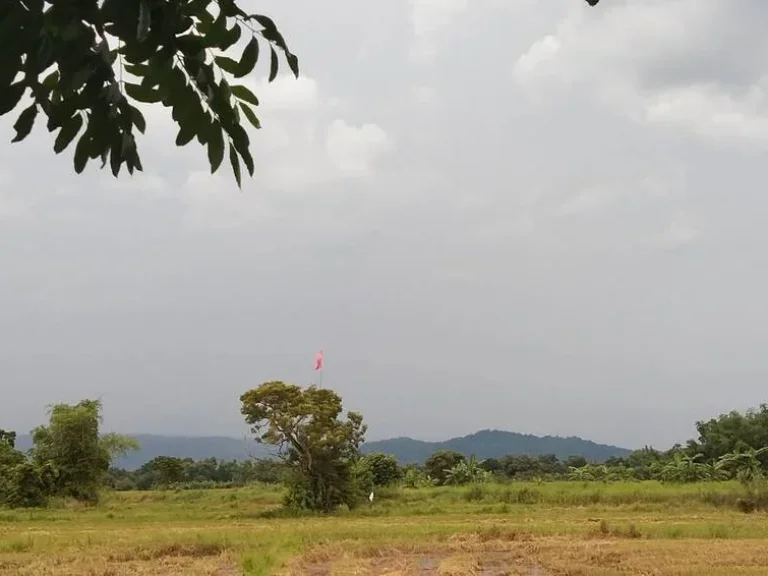 ที่ดินแบ่งขายปากพลี 200 ตรว วิวเขาสวยๆ ใกล้ถนนสุวรรณศร 33 - 1 กม จนครนายก