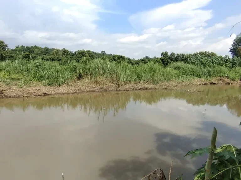 ติดแม่น้ำวาง ติดถนนลาดยาง ขายด่วนที่นาสวนผสมมีโฉนด