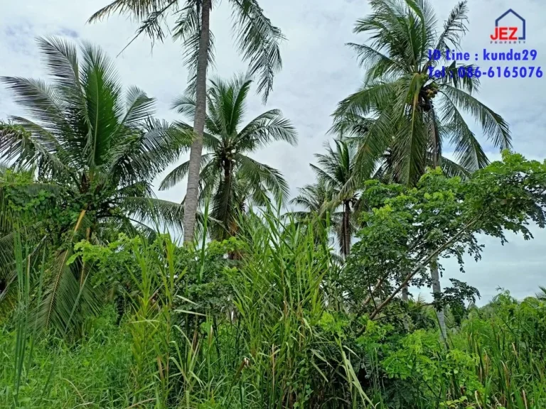 ที่ดินสวนมะพร้าวเก็บเกี่ยวผลผลิตได้ติดถนนดำ ออัมพวา จสมุทรสงคราม พื้นที่ 5-1-27 ไร่ ราคา 4700000 บาท