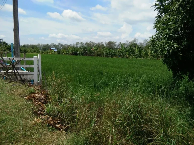 ขายที่ดินโฉนด เนื้อที่ 2 ไร่ เป็นทุ่งนา ติดถนนลาดยาง วิวสวย