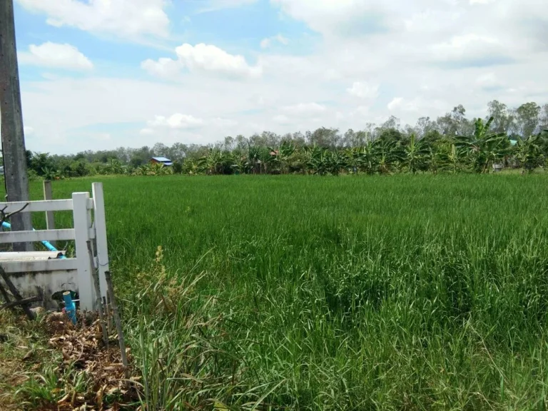 ขายที่ดินโฉนด เนื้อที่ 2 ไร่ เป็นทุ่งนา ติดถนนลาดยาง วิวสวย