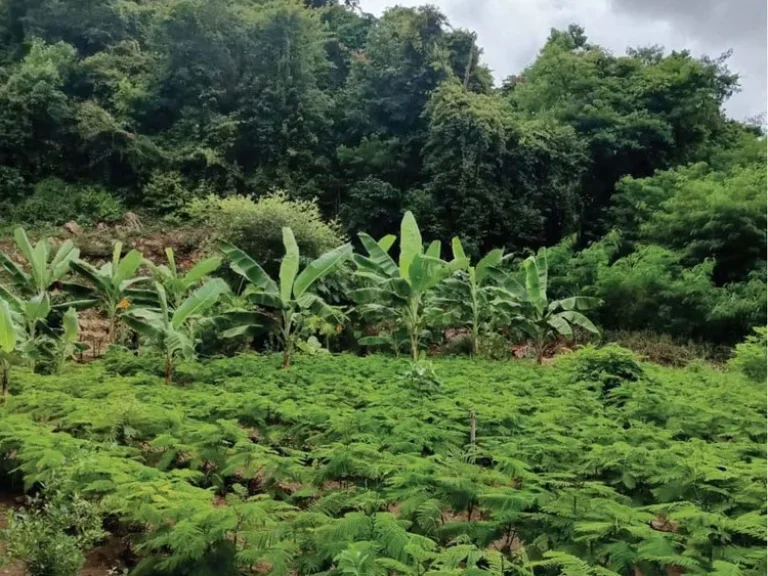 ที่ดินสัตหีบติดป่าสงวนติดถนนหลวง332 1 ไร่ 92 ตรว69ล้าน