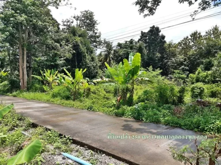 ขายด่วน ที่ดินเปล่า ซอยบุญราศรีอุทิศ ตำบลคลองขุด สตูล เนื้อที่ 250 ตรว ทำเลดี