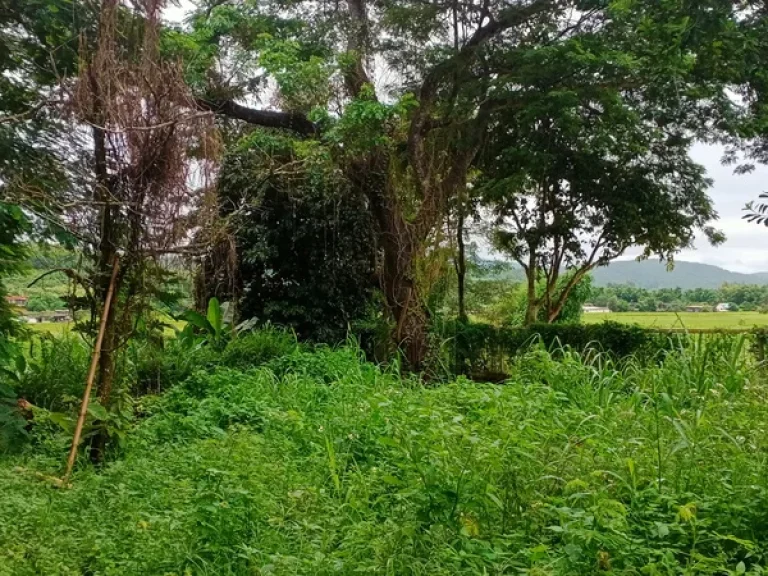 ที่ดินติดลำธารลำน้ำแม่ริม วิวเขาสวย ต้นไม้ใหญ่หลายต้น